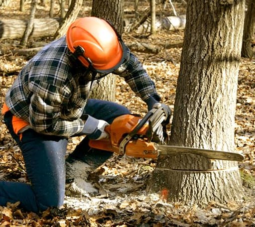 Tree Removal in Marilla, NY